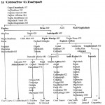 Traditional Pedigree Chart of Connachta Ui Fiachrach Septs with descent from Conn Cetcathach (Conn of the 100 Battles) by David Austin Larkin.