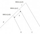 Notional tree diagram of four descendants of common ancestor using a segmenting marker.