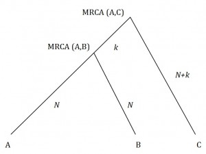 Phylogeny tree of 3 descendants from the same man at different points in time.