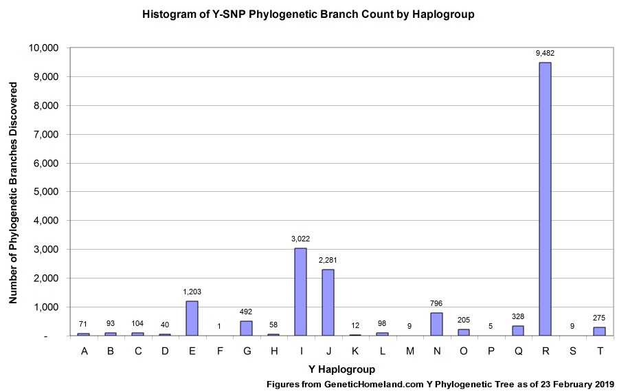 Comparison of the number of phylogenetic branch points by major haplogroup on the Y-DNA tree.
